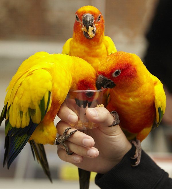 🦜 가케가와 화조원(카케가와 카초엔)